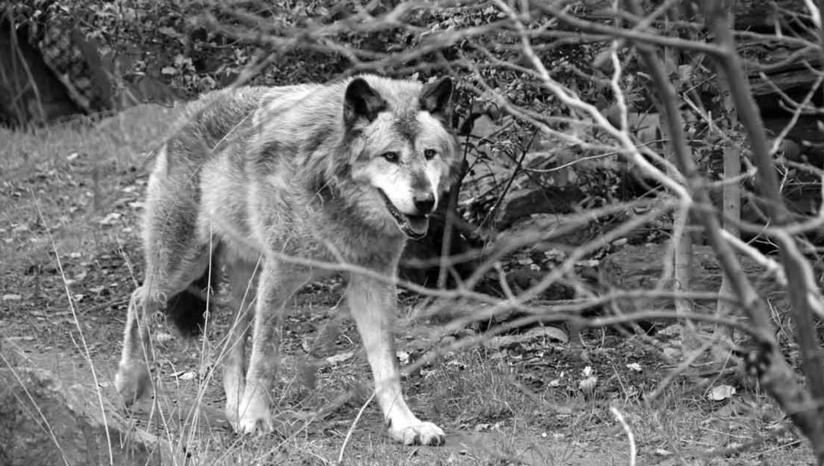 Fluffy Timberwolf Hannover Zoo gestorben