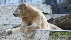 Zoo Karlsruhe Eisbär tot Blizzard gestorben