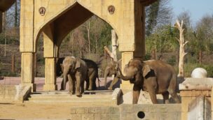 Elefanten Zoo Hannover Umbau neue Anlage