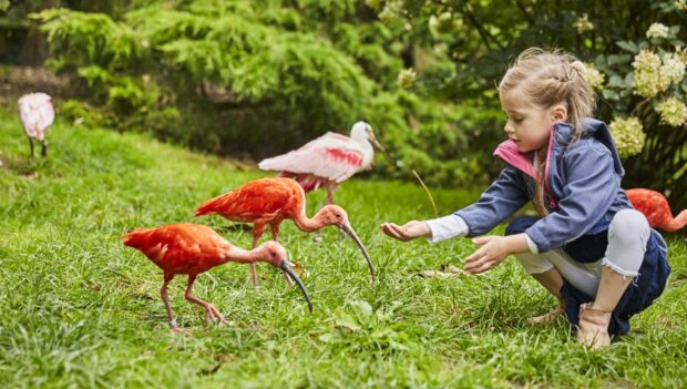 Weltvogelpark Walsrode Rosa Sichler füttern
