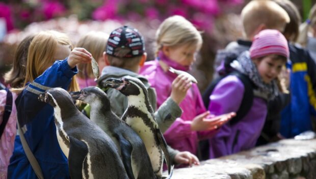 Weltvogelpark Walsrode Kinder Pinguin Fütterung