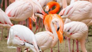 Flamingos im Münchner Tierpark Hellabrunn