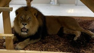 Ein Löwe nach dem Umzug ins neue Gehege im Münchner Tierpark Hellabrunn