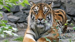 Ein Tiger im Zoo von Kiew