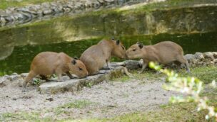 Nachwuchs bei den Wasserschweinen 2022 im Erlebnis-Zoo Hannover