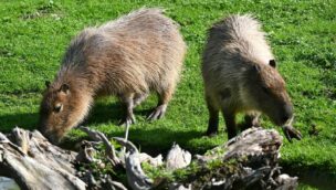 Zwei Capybara-Weibchen im Münchner Tierpark Hellabrunn