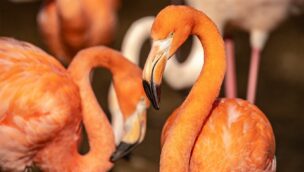 Flamingos im Münchner Tierpark Hellabrunn