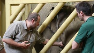 Elefant Minh-Tan bei der Behandlung im Zoo Osnabrück