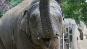 Der Elefant Minh-Tan im Zoo Osnabrück