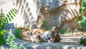 Sumatra-Tiger Kiara im Tierpark Berlin