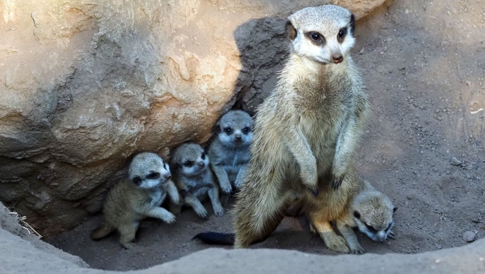 Zoo Leipzig Erdmännchen Babys 2022