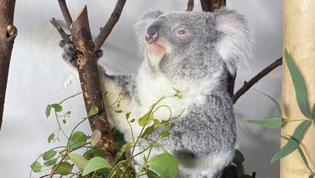Zoo Leipzig Koala Weibchen Wooli