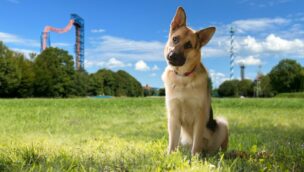 Ein Hund vor der Achterbahn Sky Wheel im Skyline Park