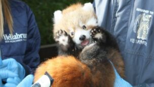 Einer der Roten Pandas, die als Zwillinge im Münchner Tierpark Hellabrunn 2022 zur Welt kamen