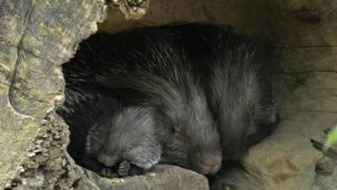 Weißschwanz-Stachelschweine mit Nachwuchs im Münchner Tierpark Hellabrunn