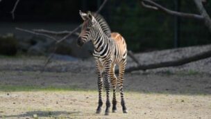 Zebra-Nachwuchs in der ZOOM Erlebniswelt Gelsenkirchen