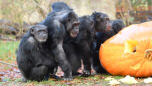 Schimpansen im Burgers' Zoo mit einem Riesenkürbis
