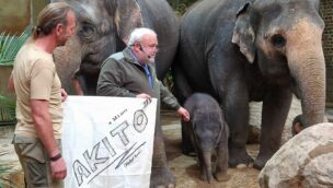 Die Bekanntmachung des Namens Akito im Zoo Leipzig