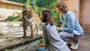Erlebnis-Zoo Hannover Tiger aus der Nähe