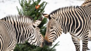 Zebras zu Weihnachten 2022 im Münchner Tierpark Hellabrunn