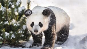 Panda im Schnee im Zoo Berlin