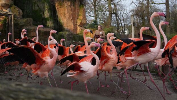 Flamingos bei der Inventur im Erlebnis-Zoo Hannover