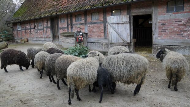 Schafe bei der Inventur im Erlebnis-Zoo Hannover