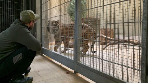 Tierpark Cottbus Sumatra Tiger Denar im Käfig