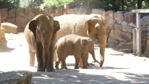 Elefantenfamilie im Zoo Osnabrück
