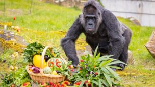 Ältester Gorilla der Welt 66. Geburtstag in Zoo Berlin