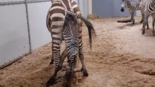 Zebrageburt Video Burgers' Zoo - Zebra giving Birth