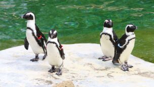 Zoom Erlebniswelt Pinguine an Land