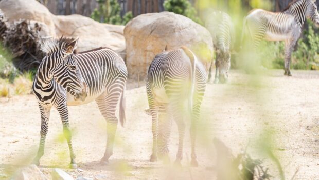 Zebras Afrika Landschaft Tierpark Berlin
