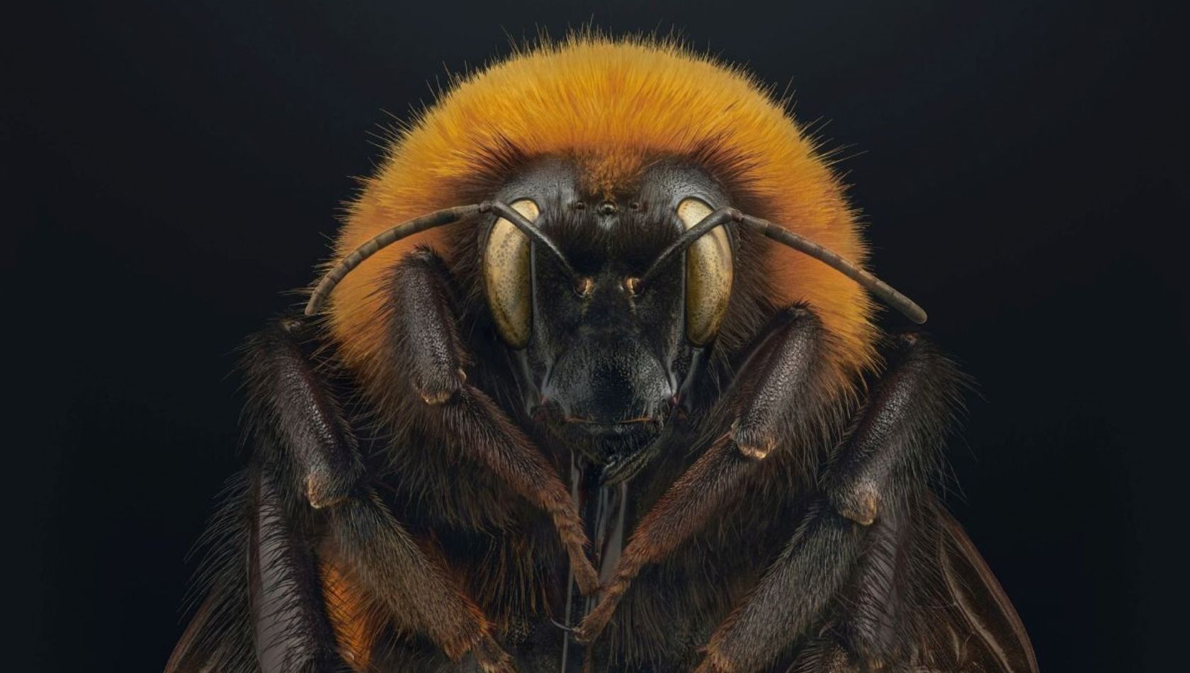 Patagonische Riesen-Hummel Giant Patagonian bumblebee Bombus dahlbomii von Levon Biss