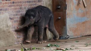 Zoo Leipzig Elefantenbaby im August 2023