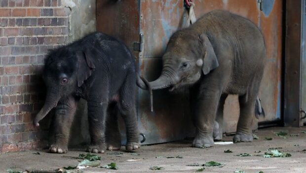 Zoo Leipzig Elefantenbaby mit Halbschwester im August 2023