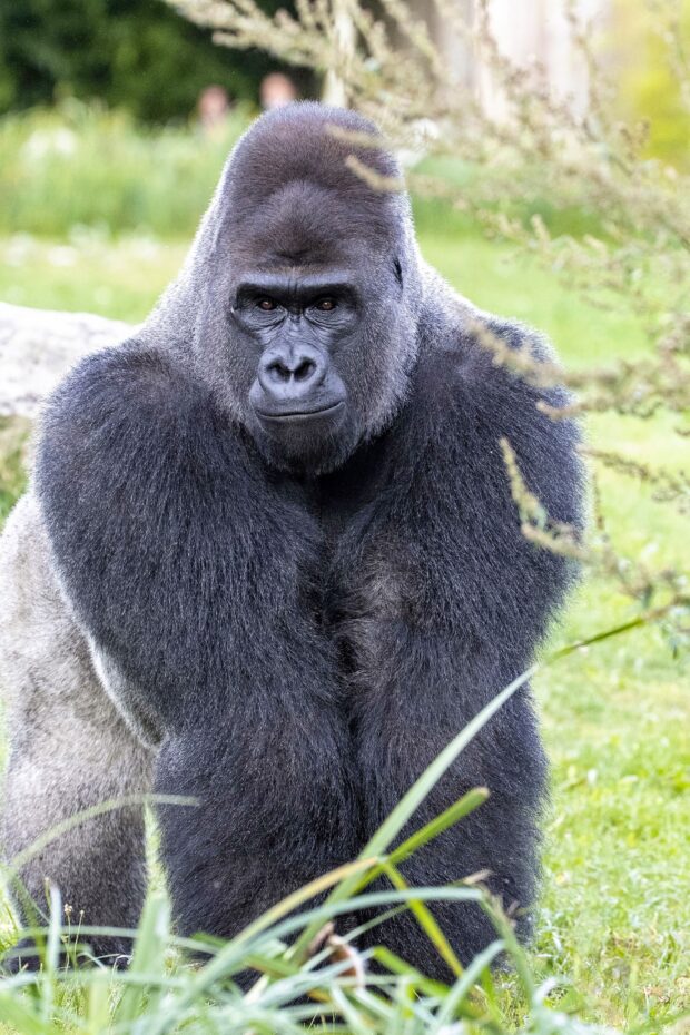 Gorilla Banjoko Affenpark Apenheul