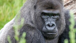 Gorilla Banjoko Zooparc de Beauval Apenheul Umzug